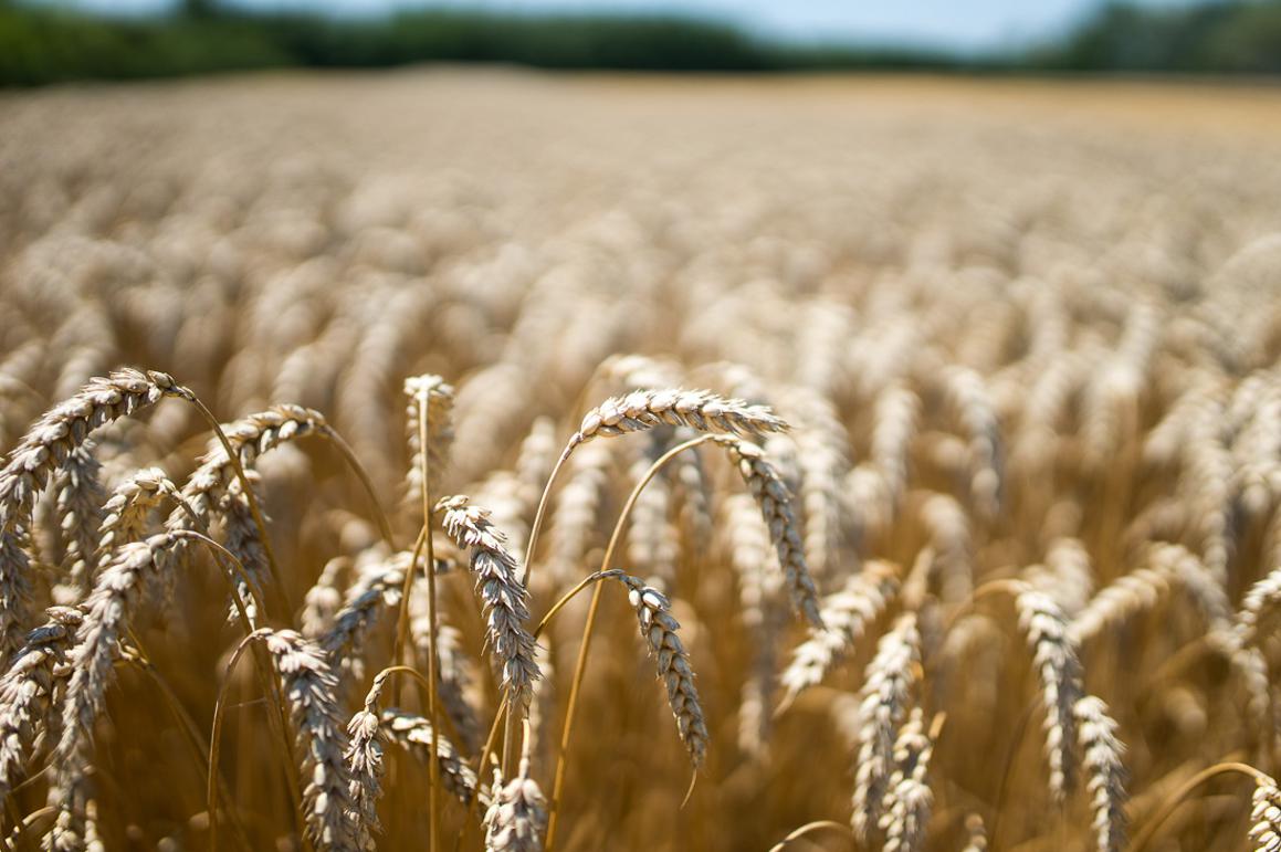 Iako mnogi odustaju od pšenice, žetva je odlična, a očekuje se i porast cijene