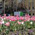 Gradske gredice i parkovi uljepšani tulipanima i drugim lukovičastim cvijećem