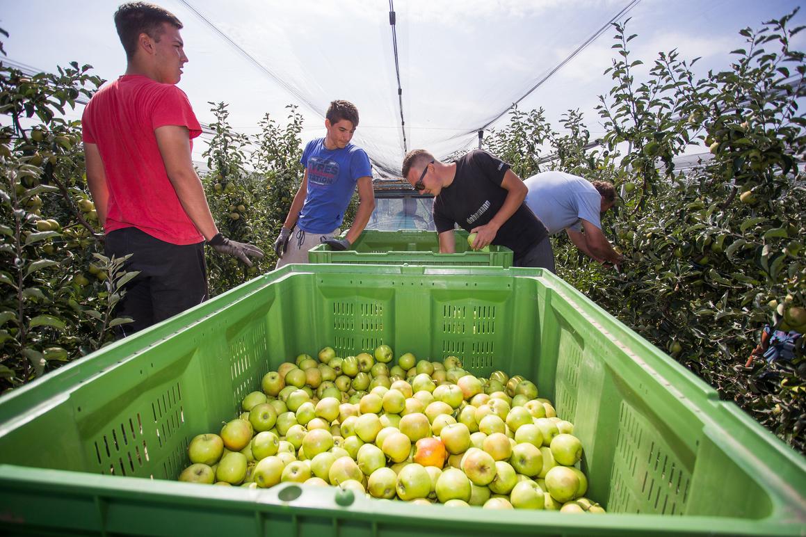 Voćari u potrazi za radnom snagom: jabuka rodilo 400 tona, a nema ih tko brati