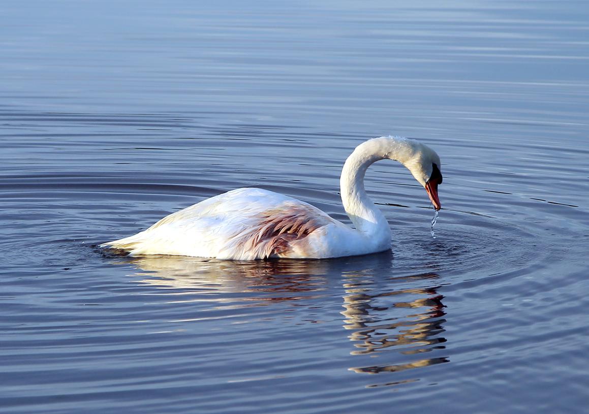 Labudica Rajna amputiranog krila puštena u jezero kod Šibenika