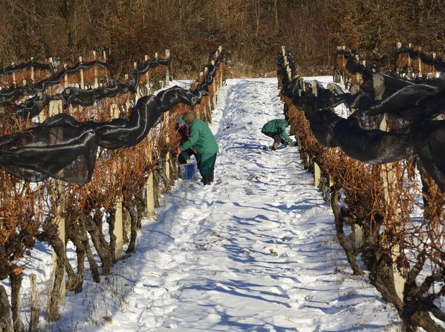 Ledena berba u kutjevačkim vinogradima