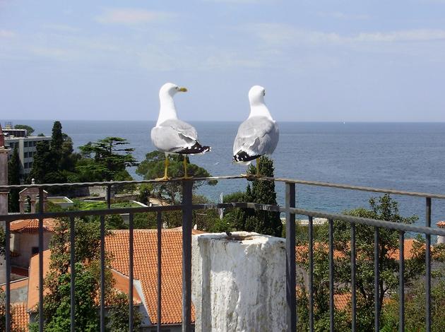 Poreč galebovi