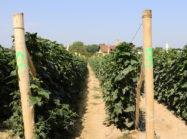 Zapošljavanje Roma na plantaži krastavaca