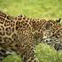 Micica iz Osijeka najstariji je jaguar na svijetu