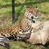 Micica iz Osijeka najstariji je jaguar na svijetu