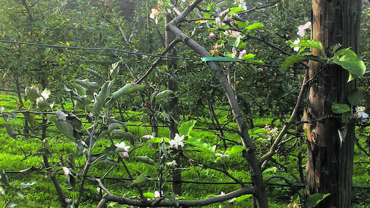 Jabuke procvjetale u listopadu