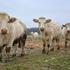 Skupa charolais goveda uzgajaju u napuštenom selu pa ju serviraju u svojim hotelima