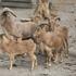 Očekuje se prinova deve, okotilo se četvero muflona i prvi merkati u 11 godina