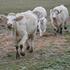 Skupa charolais goveda uzgajaju u napuštenom selu pa ju serviraju u svojim hotelima