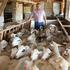 Strojnom mužnjom paške ovce smanjili troškove na farmi