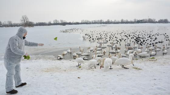 Uginule ptice na jezeru Šoderica
