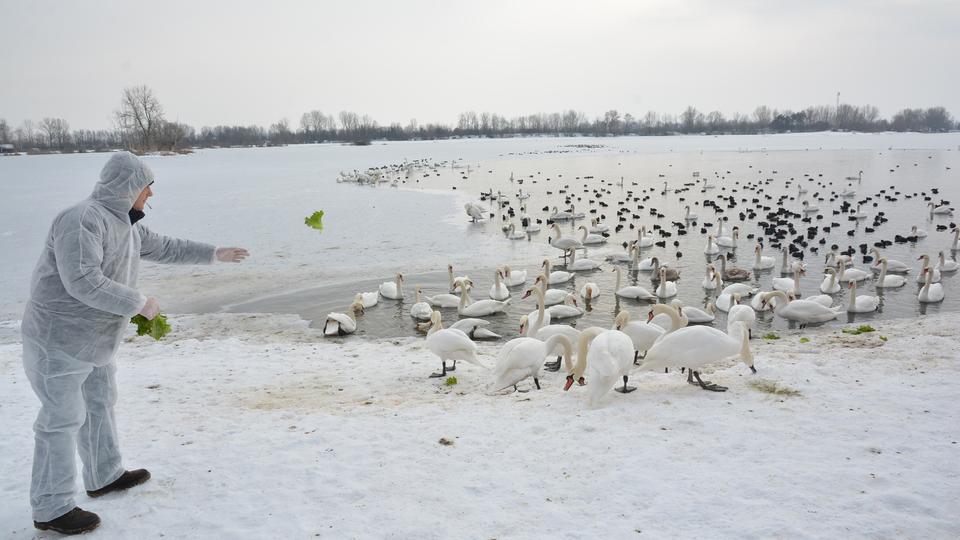 Uginule ptice na jezeru Šoderica