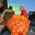 Stigle prve neretvanske mandarine, cijena oko sedam kuna