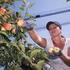 Voćari u potrazi za radnom snagom: jabuka rodilo 400 tona, a nema ih tko brati