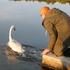 Labudica Rajna amputiranog krila puštena u jezero kod Šibenika