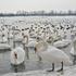 Od stotinjak labudova na jezeru od ptičje gripe uginuo svaki deseti