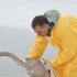 Od stotinjak labudova na jezeru od ptičje gripe uginuo svaki deseti