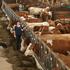 Svaka krava OPG-a Burek godišnje daje 8000 litara mlijeka