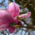 Procvjetala magnolija "dovela" proljeće u Brod