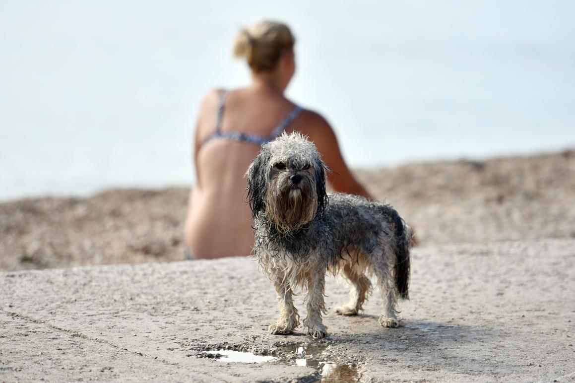 Dozvolili kupanje pasa na tri plaže: postavili i table s pravilima