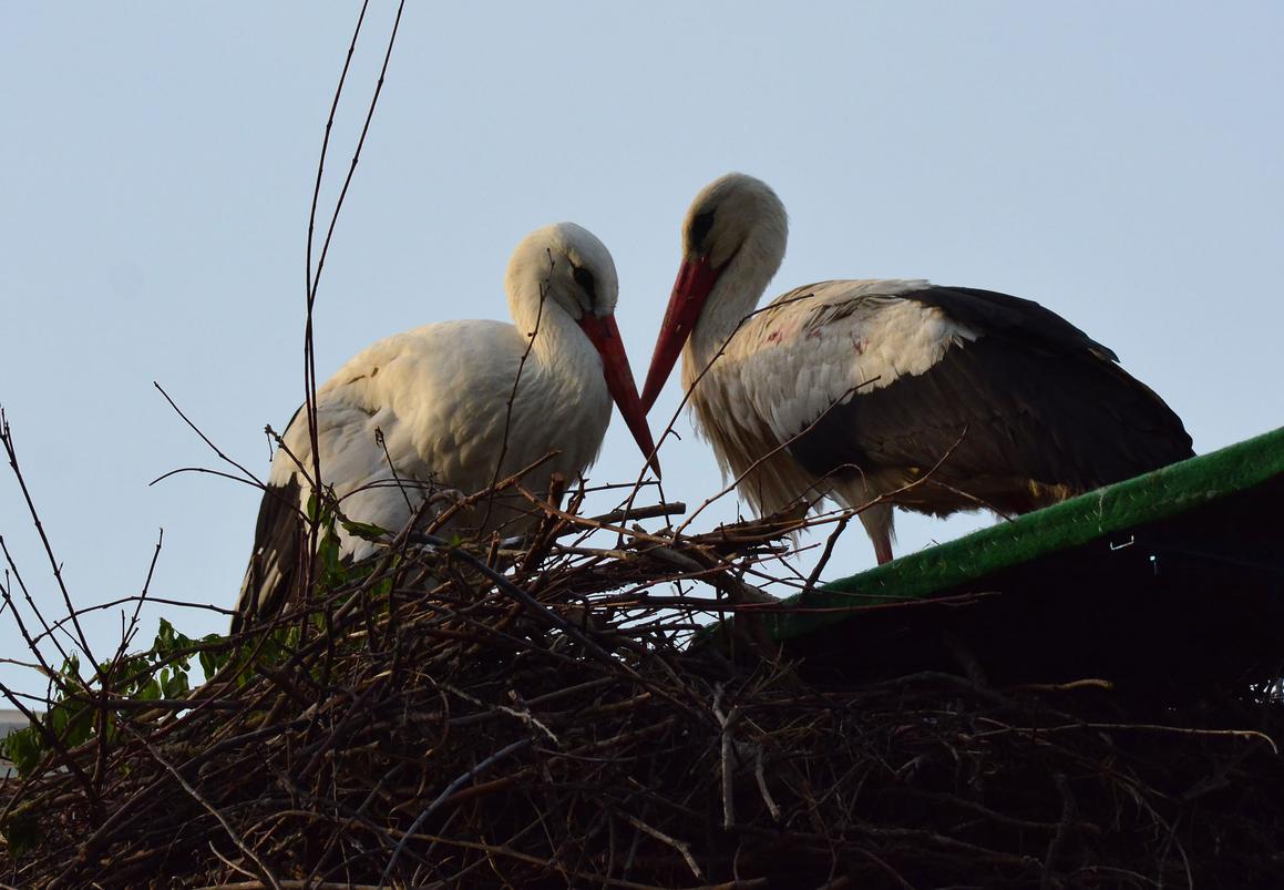 Njihova priča prikazana je i na BBC-ju, a u 15 godina ljubavi dobili su 54 ptića