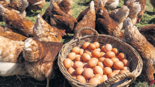 Odličan razvoj projekta Proizvodnja jaja iz slobodnog uzgoja