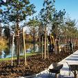 Pri kraju je sadnja 44 sadnice bijelog bora u sklopu planiranog uređenja perivoja dvorca Erdödy i revitalizacije šetnice