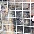 Županija gradi azil za životinje kad Grad Split to nije napravio