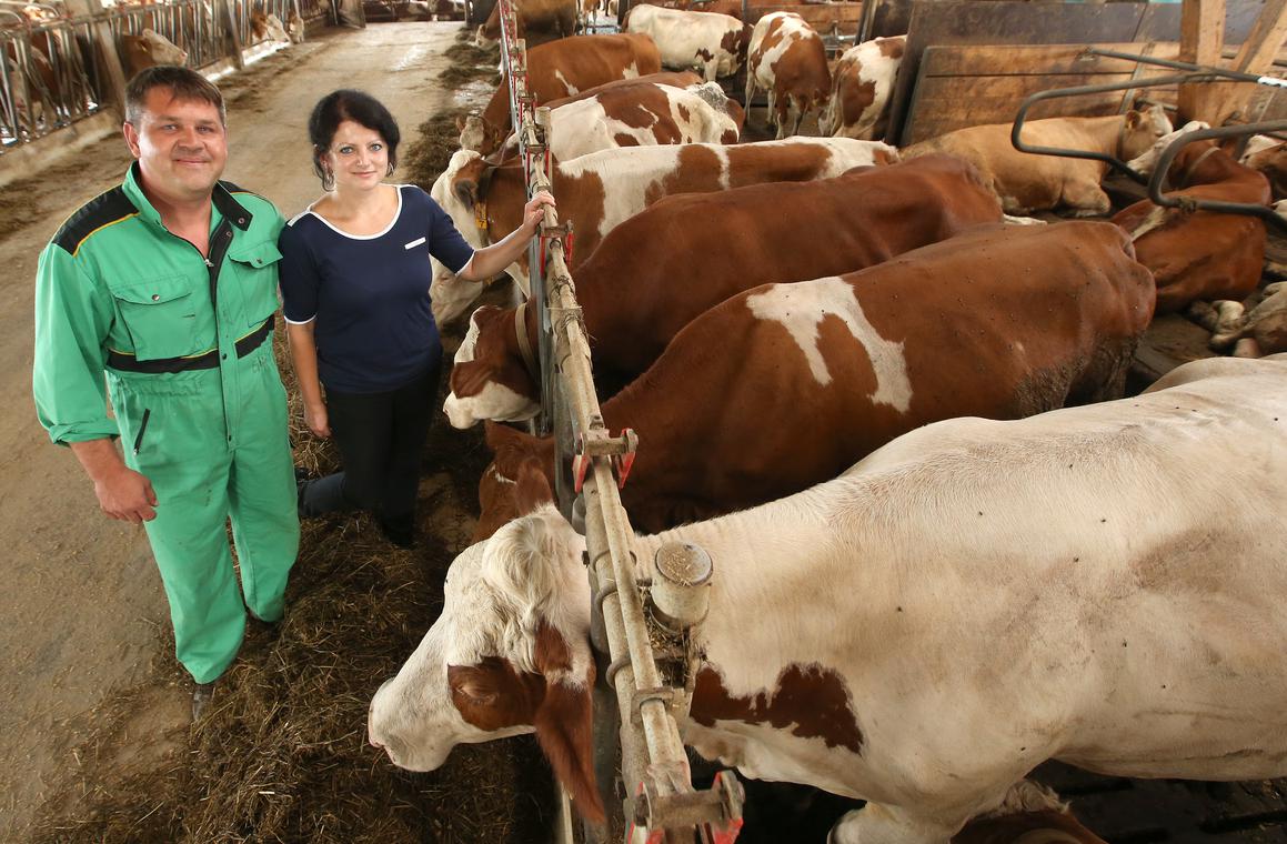 Svaka krava OPG-a Burek godišnje daje 8000 litara mlijeka