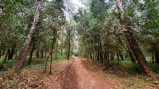 Uređena šuma u naselju Bolnica