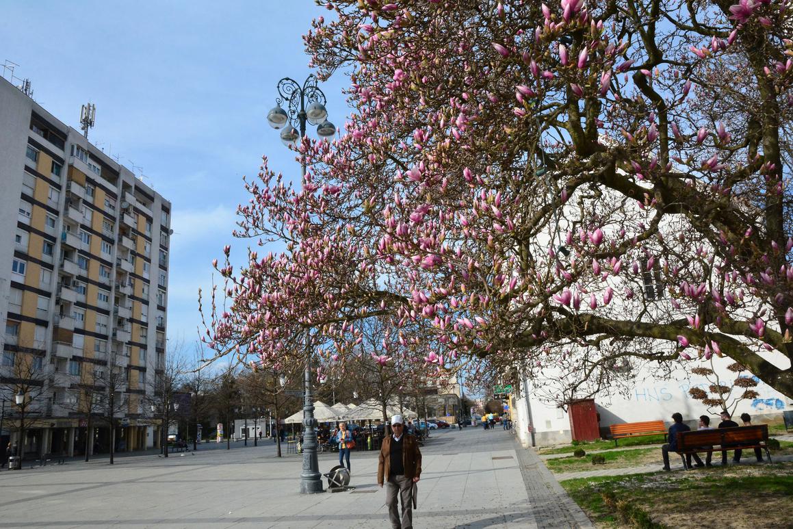 Procvjetala magnolija "dovela" proljeće u Brod