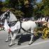 FOTO Čuvari baštine preplavili ulice, 61. put predstavili su tradicijsko blago Hrvatske