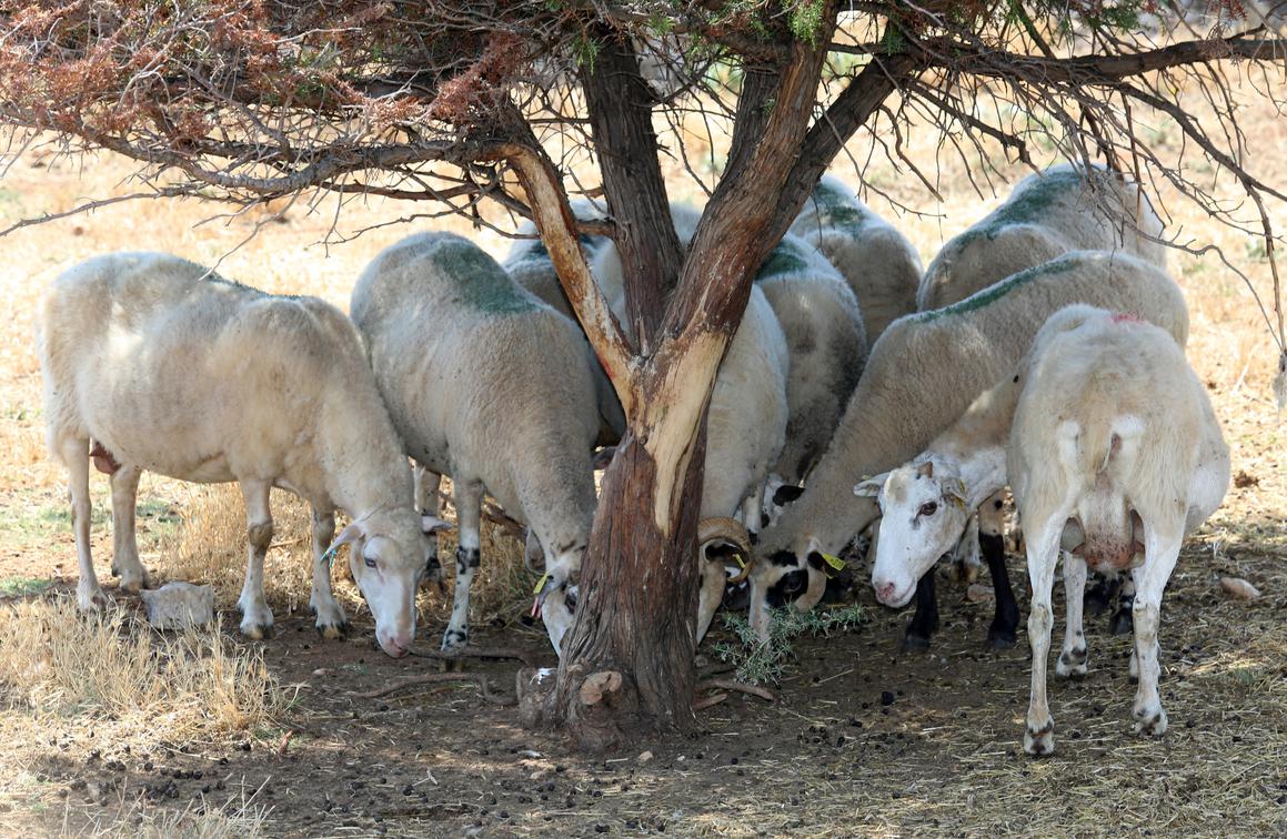 Strojnom mužnjom paške ovce smanjili troškove na farmi