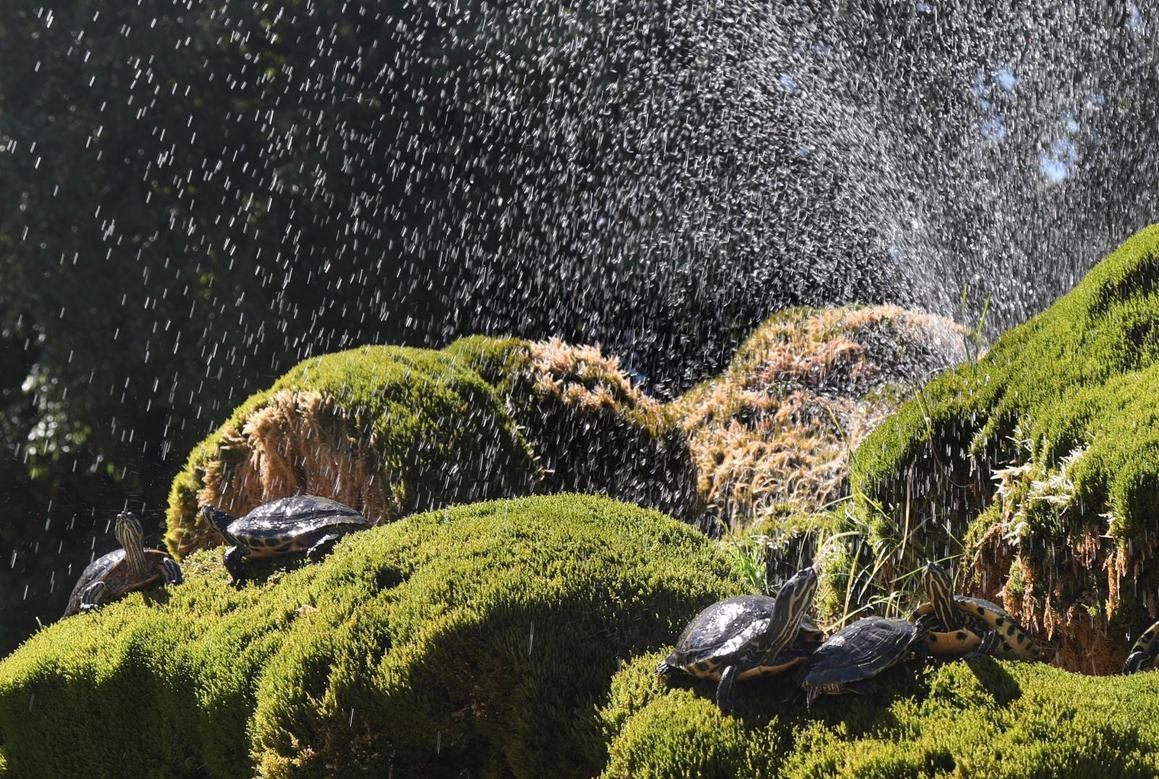 Dolaskom proljeća i poznate šibenske kornjače vratile su se u fontanu