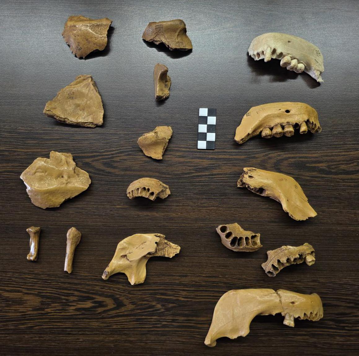 Američki antropolog darovao replike kostiju voćanskih neandertalaca