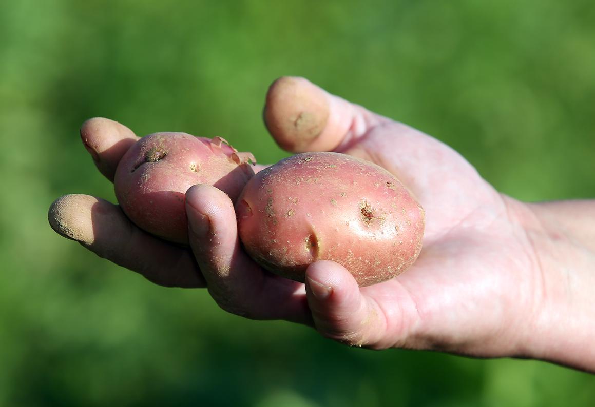 Uz lički krumpir na poljima zasadili i batat