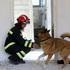 Od početnika do naprednijih: U napuštenoj vojarni provodi se obuka vatrogasnih pasa tragača