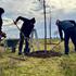 U zelenom ritmu – 660 stabala za park Papuk i gradske ulice