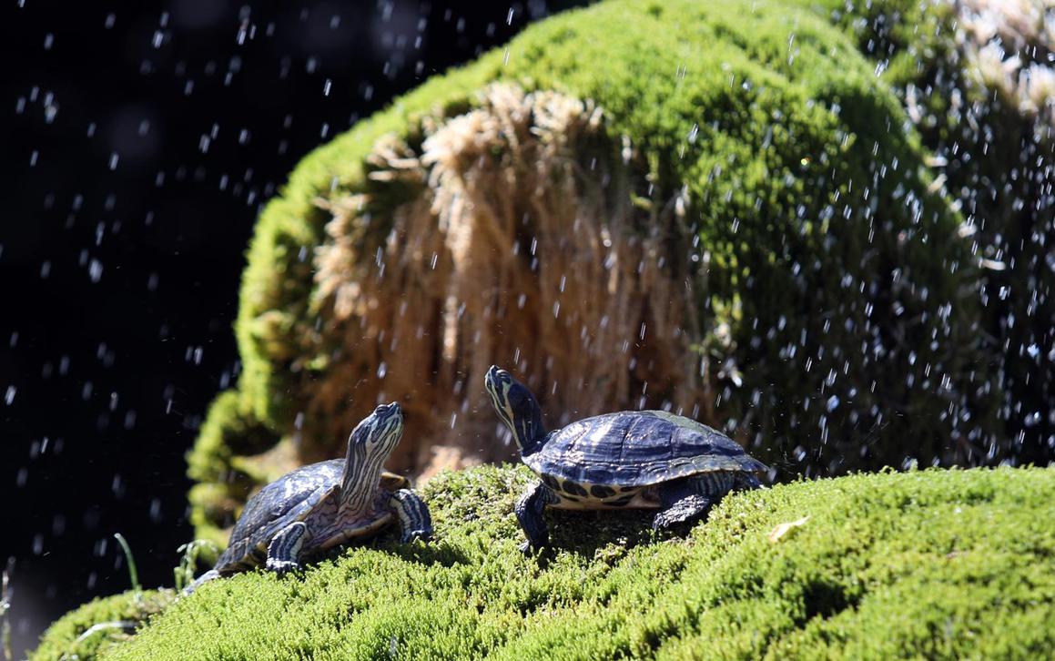 Dolaskom proljeća i poznate šibenske kornjače vratile su se u fontanu