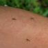 Započinje suzbijanje odraslih jedinki komaraca na području Vinkovaca