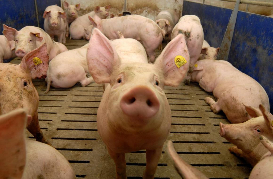 Županija sufinancira pregled svinjskog mesa u klaonicama