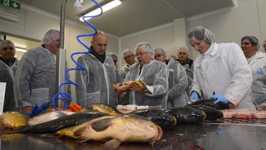 Otvorenje tvornice za preradu ribe PP Orahovica u Čačincima