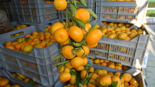 Neretvanske mandarine u Bjelovaru
