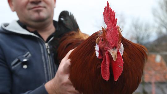 Otvoreni uzgoj kokoši Hrvatice na OPG-u obitelji Totić u Maovicama