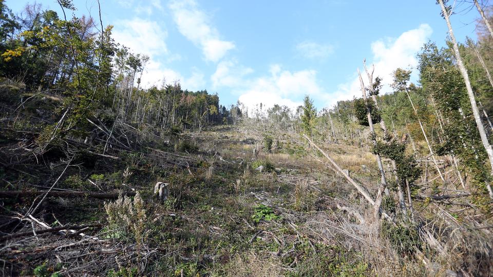 Šuma uništena potkornjakom