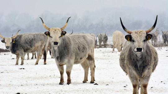 Na zaštićenom prisavskom pašnjaku Gajna kod Oprisavaca na otvorenom u ekstremnim zimskim uvjetima živi izdržljivo podolsko govedo