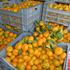 Stigle prve neretvanske mandarine, cijena oko sedam kuna