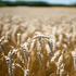 Iako mnogi odustaju od pšenice, žetva je odlična, a očekuje se i porast cijene