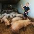 Uzgajaju svinje i na 62 hektara zemlje siju ječam, soju, zob...