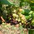 Opasna bolest vinove loze: američki cvrčak širi zlatnu žuticu u deset županija
